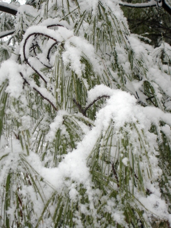 Pine needles in Winter.