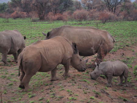 Rhino next to our car in Africa