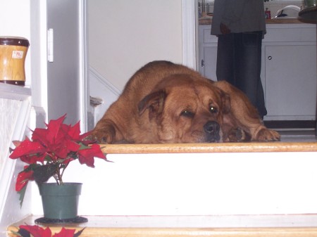 "Babe" guarding the "Crib"