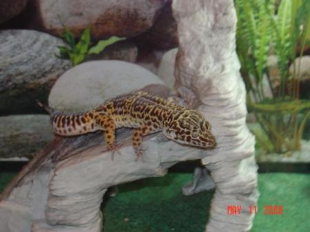 Wrigley-my leopard gecko