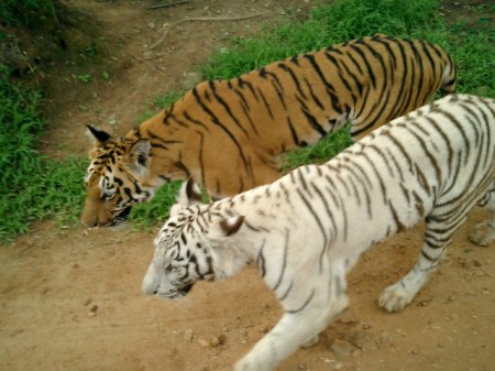 Bengal Tigers