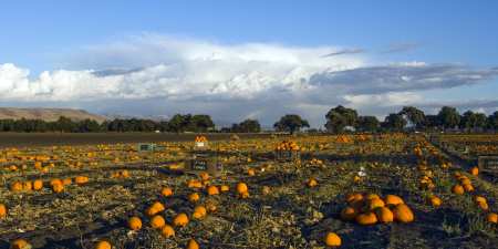 pumpkin_patch_1357_12x24