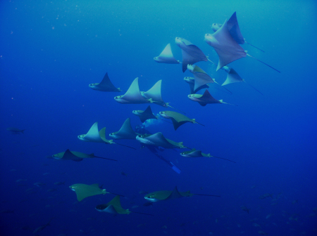 Galapagos Islands