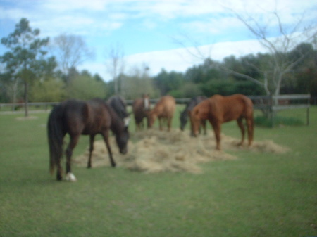 Some of the horses