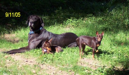 my great dane and min pins