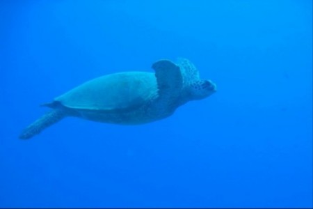 Sea turtle photo op...