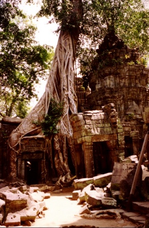 Ta Prohm Temple, Angkor Wat - Cambodia