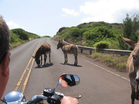 Road Hogs!