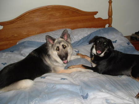 My 2- Long hair shepard- 1/2 lab-1/2 rottie great kids