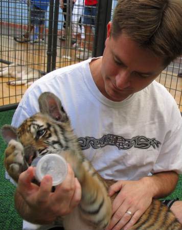 Baby Tigers