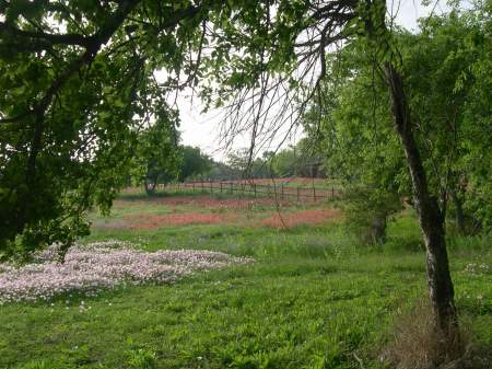 Wildflowers near my house