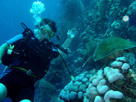 Scuba Diving with Sea Turtle 60-feet down in Red Sea near Sharm el-Sheikh, Sinai, Egypt