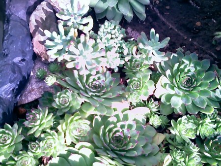 My cactus flower bed