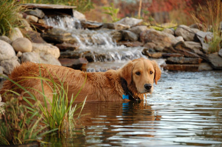 Going for a dip...