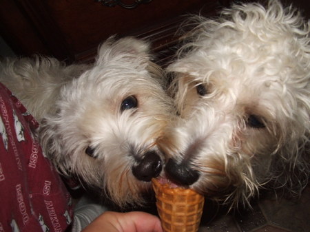 Puppies and ice cream !