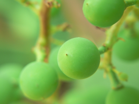 Grapes