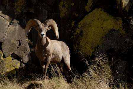 Northern Oregon Big Horn Ram