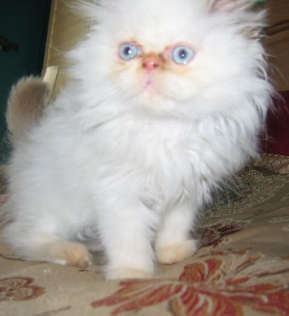 my Kittie "Ted" as a baby