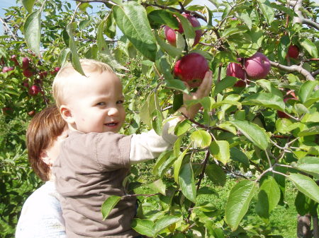 Aidan Picking Apples