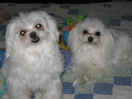 nick and his daughter thelma - our maltese puppies