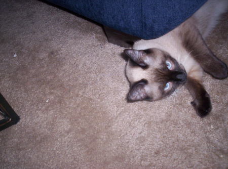 My Siamese cat, Me Me