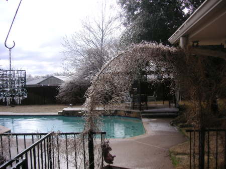 Cold backyard Jan. 2007