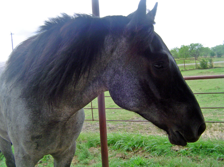 Percheron cross