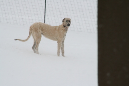 Irish Wolfhound