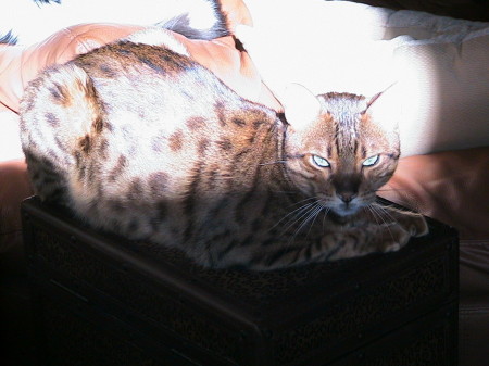 Our Asian Leopard Cat "Hunter"