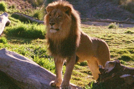 Lion at the Wild Animal Park