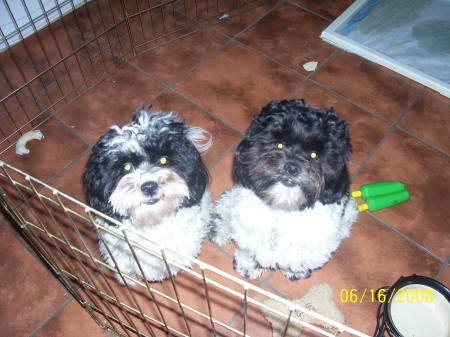 Our Shih Poo puppies Bagel and Biscuit!