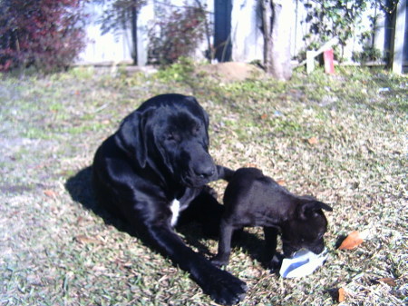 Rocky and Sadie