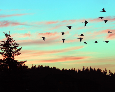 Geese at Sunset