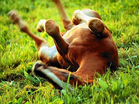 My friends horse in Oregon City