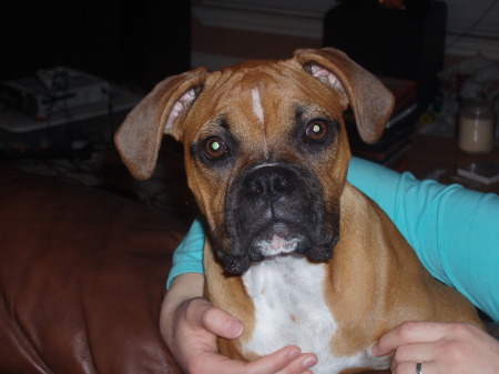 JENNA our Boxer