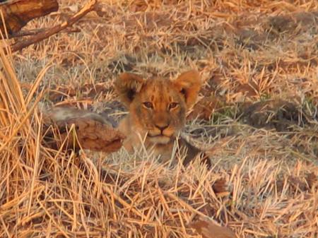 lion cub awaiting mother's return