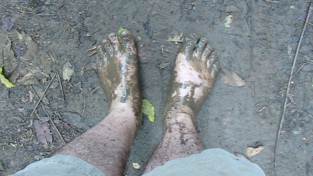 Walking through the rain forest