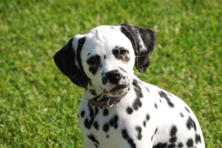 Buttons - 10 weeks old Rescue Dalmatian
