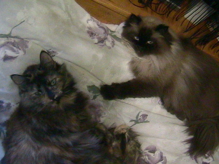 Our cats Raven & Kiki