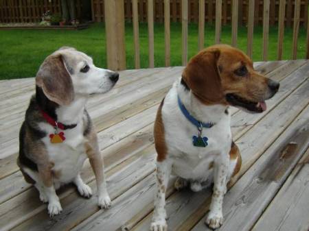 Our beagles