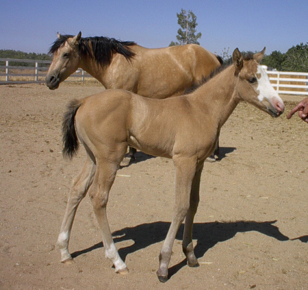 2 of my horses-baby Carrera-June'06- mom Chevelle in rear