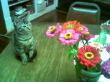 Zayda the cat flowers from my pastors wife