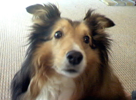 Andy the Sheltie