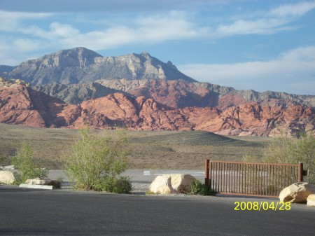 desert flowers 056