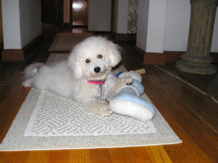 Family dog, Roxy- little Bichon