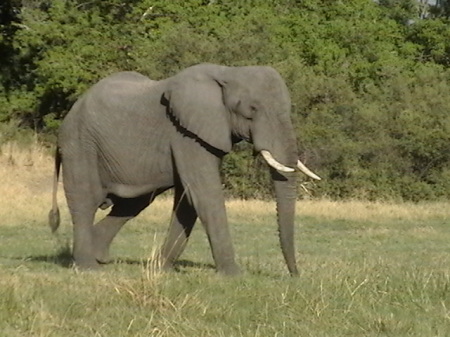 Elephant in Botswana 2004