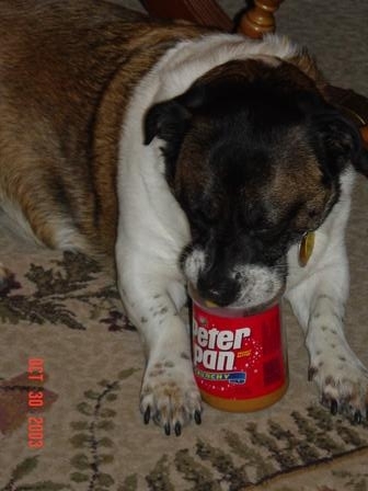 Dutchess enjoying her "jar" of peanut butter.  Quit her Diet!