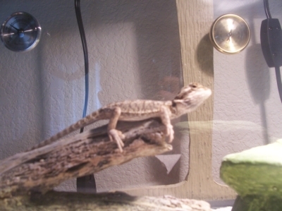 This Is My Bearded Dragon Golem.One of 2 That I Have.