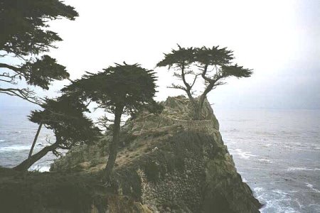 Lone Cypress, Monterey, California