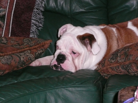 Diva (famale English Bulldog)